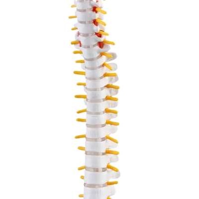 Подвесная анатомическая модель позвоночника человека Anatom 45 см-6